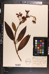 Tibouchina granulosa image