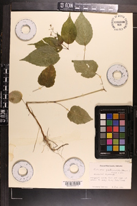 Circaea quadrisulcata image