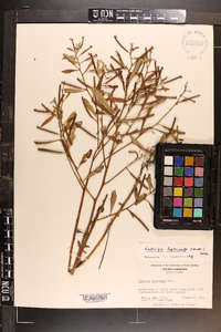 Ludwigia leptocarpa image