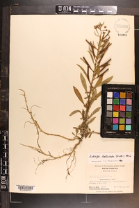 Ludwigia leptocarpa image