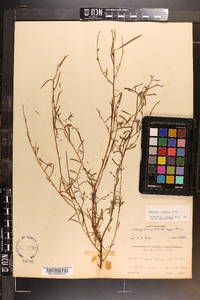 Ludwigia linearis image