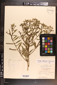 Ludwigia leptocarpa image