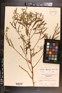 Ludwigia leptocarpa image