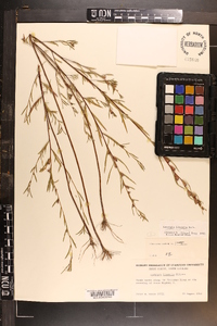 Ludwigia linearis image