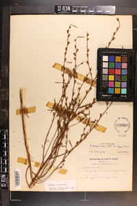 Ludwigia linearis image