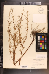 Ludwigia linearis image