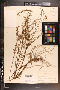 Ludwigia linearis image