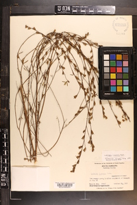 Ludwigia linearis image