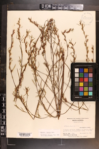 Ludwigia linearis image