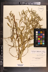 Ludwigia leptocarpa image