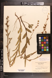 Ludwigia maritima image