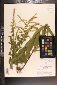 Solidago rugosa var. aspera image