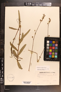 Ludwigia maritima image