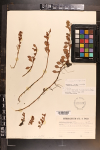 Ludwigia microcarpa image