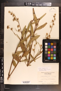 Ludwigia maritima image