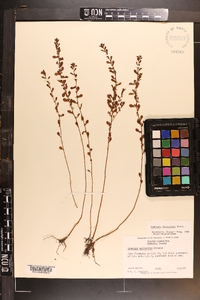 Ludwigia microcarpa image