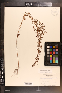 Ludwigia microcarpa image