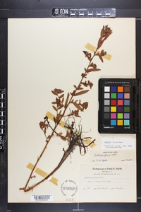 Ludwigia pilosa image