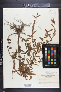 Ludwigia pilosa image