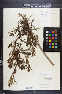 Ludwigia sphaerocarpa image