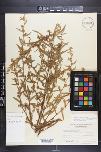 Ludwigia sphaerocarpa image