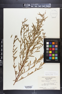 Ludwigia sphaerocarpa image