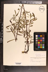 Ludwigia alata image