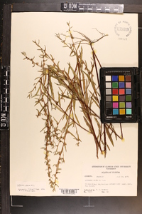 Ludwigia alata image