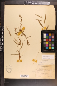 Ludwigia alata image