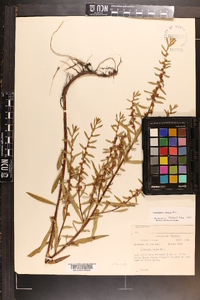 Ludwigia alata image