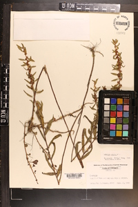 Ludwigia alata image