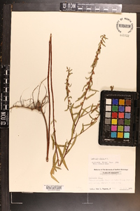 Ludwigia alata image