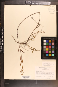 Ludwigia alata image