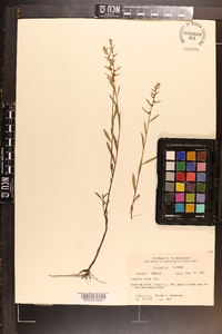 Ludwigia alata image