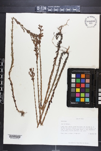 Hypericum setosum image