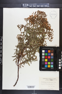 Hypericum sphaerocarpum image