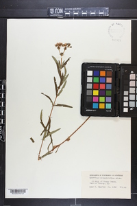 Hypericum sphaerocarpum image