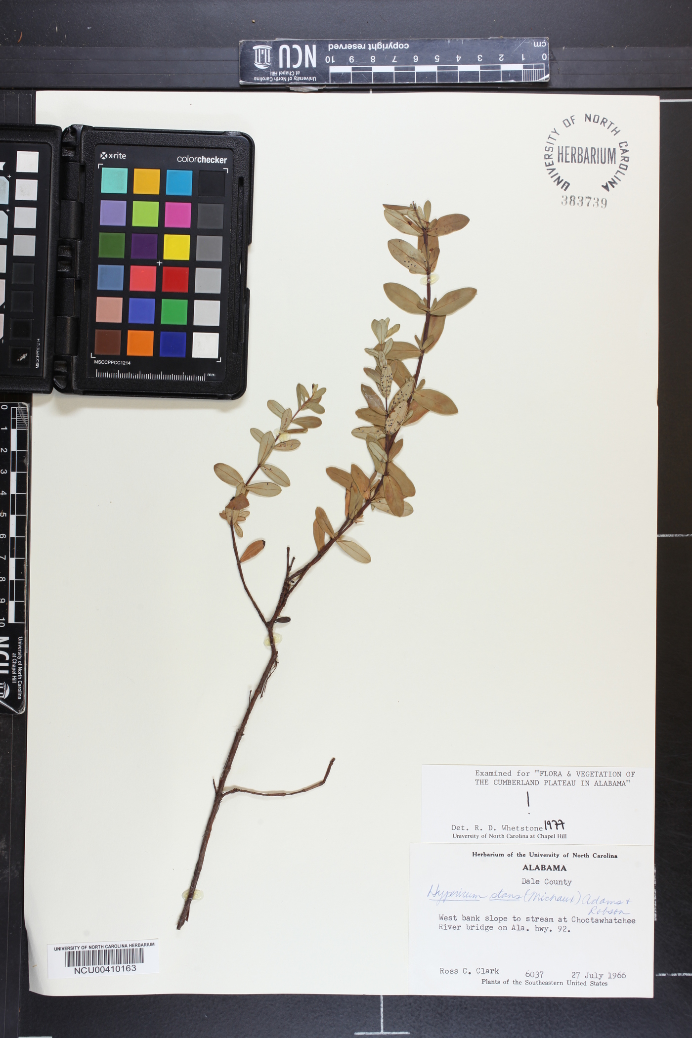 Hypericum stans image