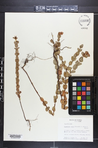Hypericum stans image