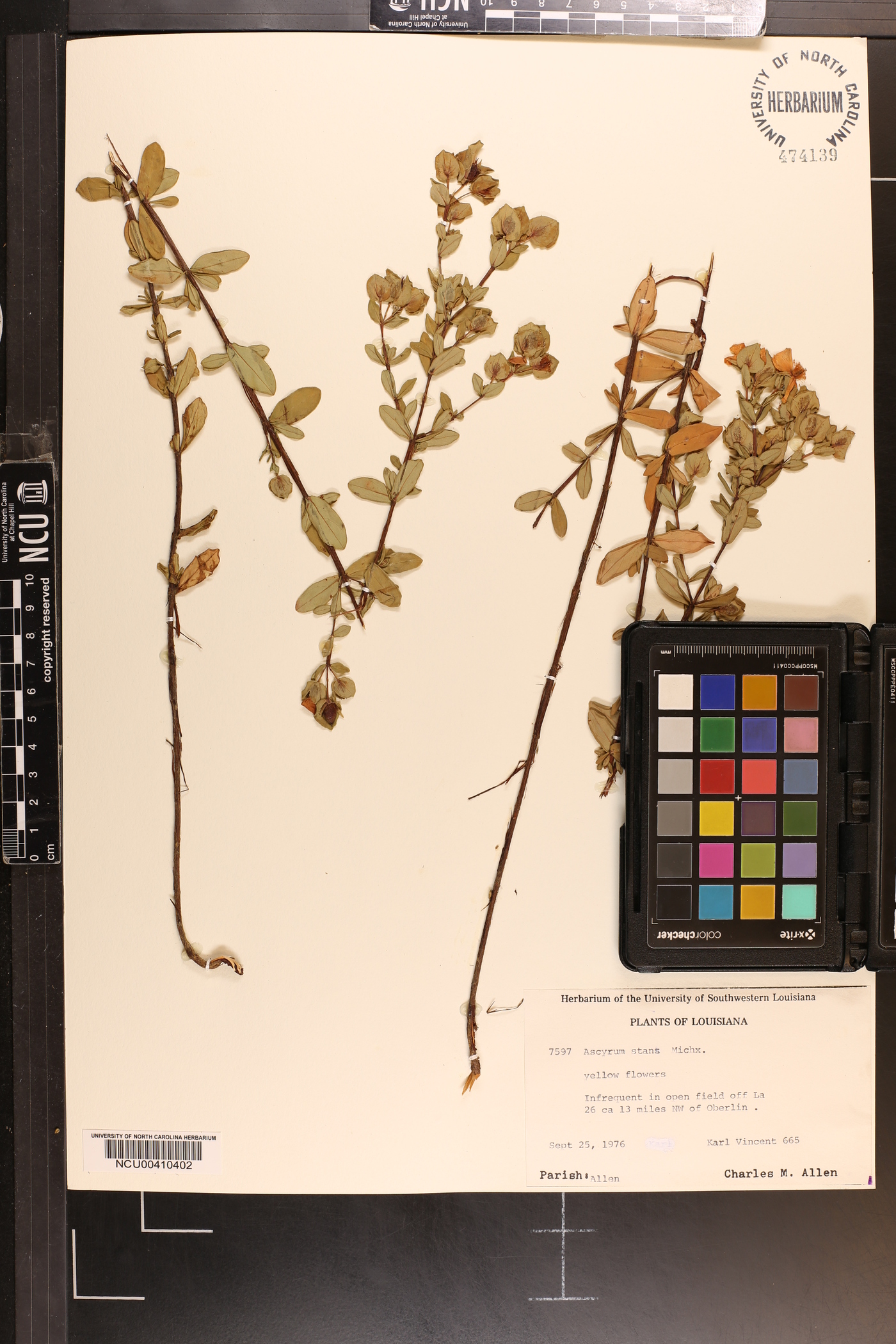 Hypericum stans image