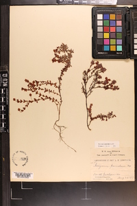 Hypericum suffruticosum image