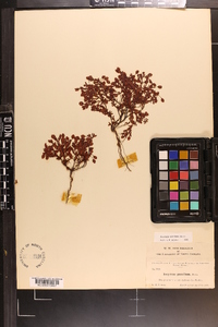 Hypericum suffruticosum image