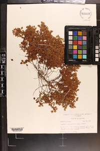 Hypericum suffruticosum image