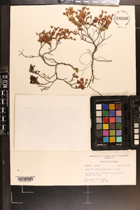 Hypericum suffruticosum image
