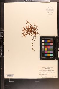 Hypericum suffruticosum image