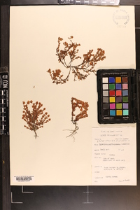 Hypericum suffruticosum image