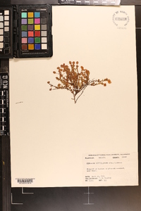 Hypericum suffruticosum image