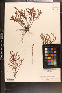 Hypericum suffruticosum image