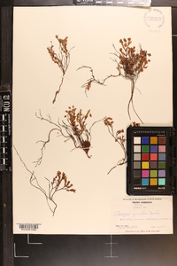 Hypericum suffruticosum image