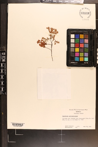 Hypericum suffruticosum image